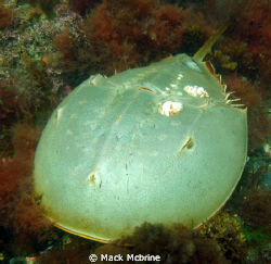 Large female Horseshoe Crab. This is first one I've ever ... by Mack Mcbrine 